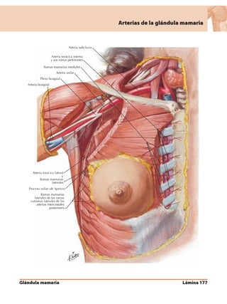 Anatomia - Netter.pdf