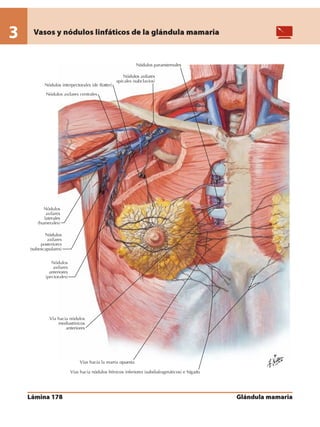 Anatomia - Netter.pdf