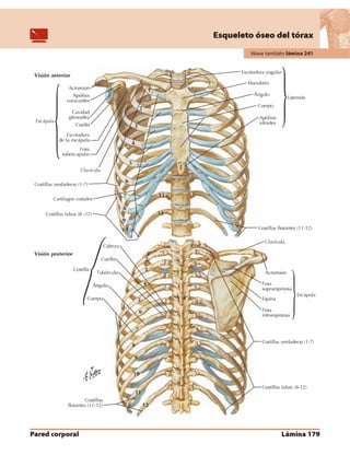 Anatomia - Netter.pdf