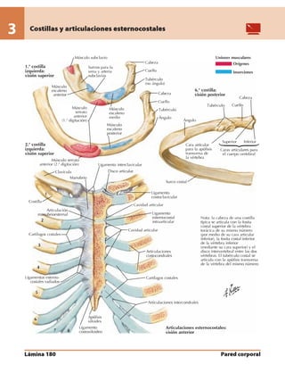 Anatomia - Netter.pdf