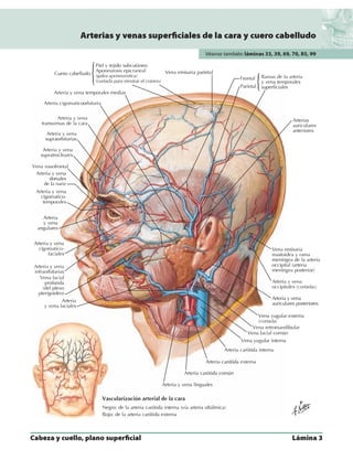 Anatomia - Netter.pdf