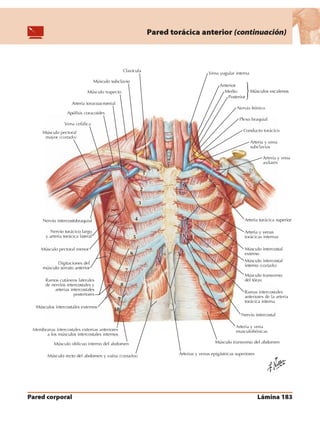 Anatomia - Netter.pdf