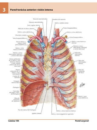 Anatomia - Netter.pdf