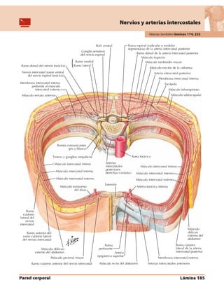 Anatomia - Netter.pdf