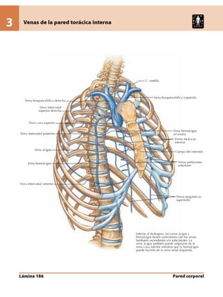 Anatomia - Netter.pdf