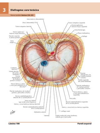 Anatomia - Netter.pdf