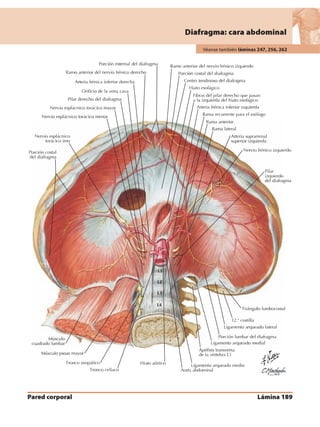 Anatomia - Netter.pdf