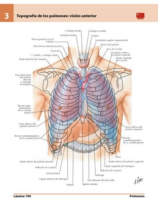 Anatomia - Netter.pdf
