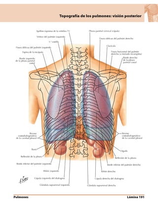 Anatomia - Netter.pdf