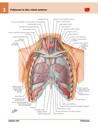 Anatomia - Netter.pdf