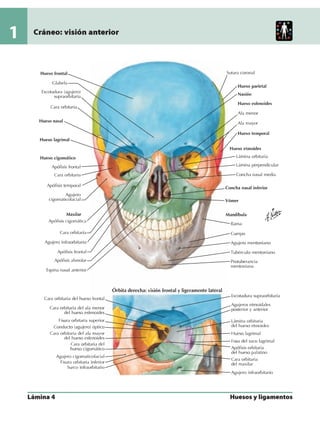 Anatomia - Netter.pdf