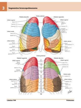 Anatomia - Netter.pdf