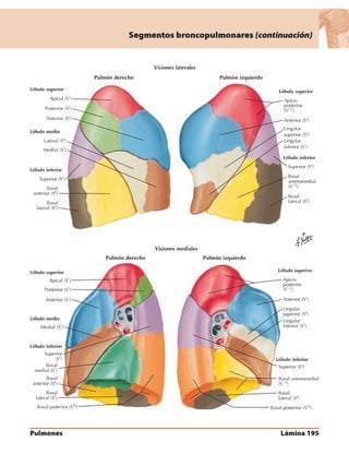 Anatomia - Netter.pdf