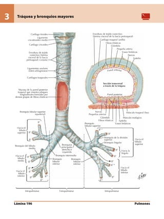 Anatomia - Netter.pdf