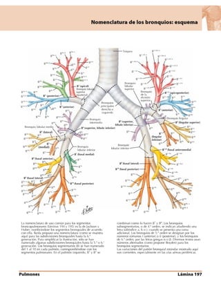 Anatomia - Netter.pdf