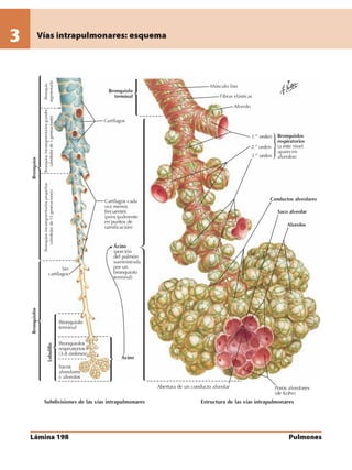 Anatomia - Netter.pdf