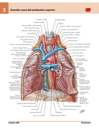 Anatomia - Netter.pdf