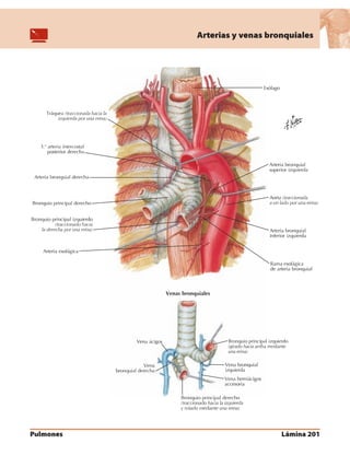 Anatomia - Netter.pdf