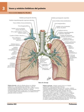 Anatomia - Netter.pdf