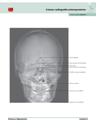 Anatomia - Netter.pdf