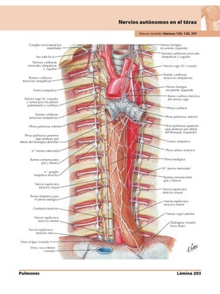 Anatomia - Netter.pdf
