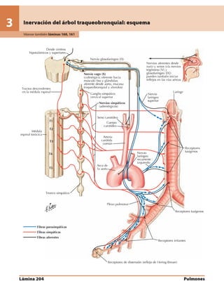 Anatomia - Netter.pdf