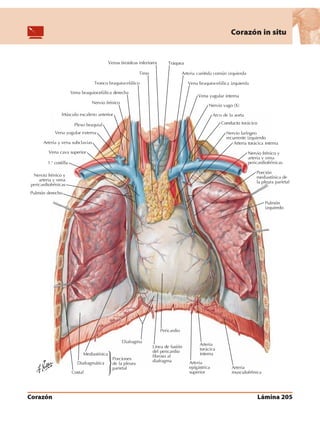 Anatomia - Netter.pdf