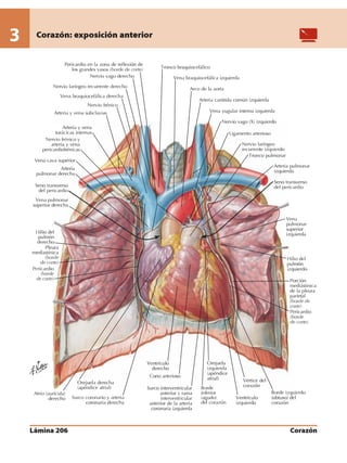 Anatomia - Netter.pdf