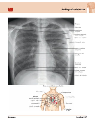 Anatomia - Netter.pdf
