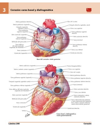 Anatomia - Netter.pdf