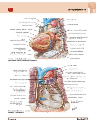 Anatomia - Netter.pdf