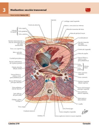 Anatomia - Netter.pdf