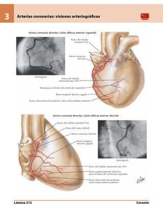 Anatomia - Netter.pdf