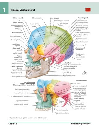 Anatomia - Netter.pdf