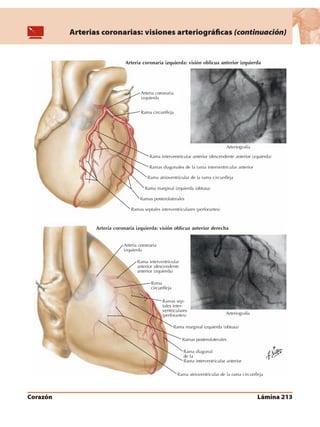 Anatomia - Netter.pdf