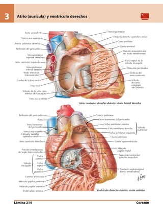 Anatomia - Netter.pdf