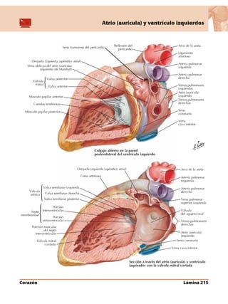 Anatomia - Netter.pdf