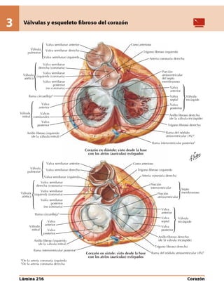 Anatomia - Netter.pdf