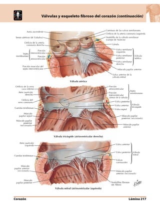 Anatomia - Netter.pdf