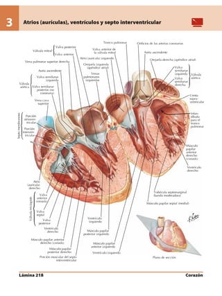 Anatomia - Netter.pdf