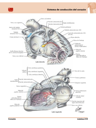 Anatomia - Netter.pdf