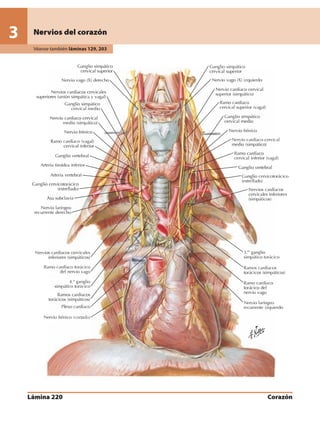 Anatomia - Netter.pdf