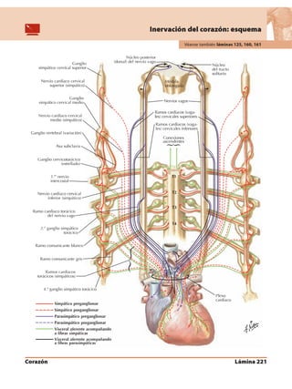Anatomia - Netter.pdf