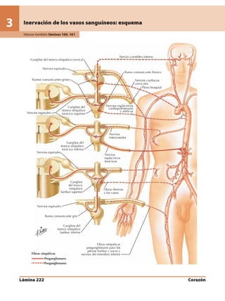 Anatomia - Netter.pdf