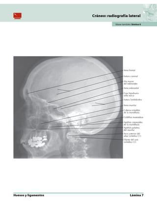 Anatomia - Netter.pdf
