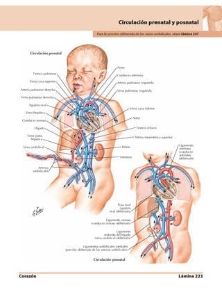 Anatomia - Netter.pdf