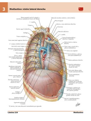 Anatomia - Netter.pdf