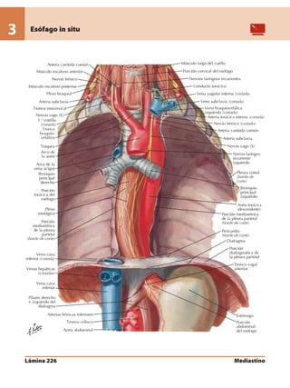 Anatomia - Netter.pdf