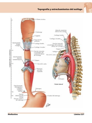 Anatomia - Netter.pdf