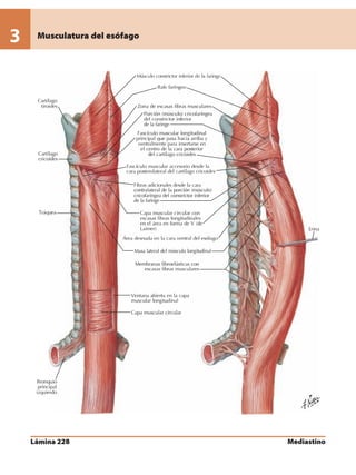 Anatomia - Netter.pdf